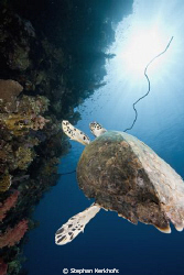 Hawksbill turtle cruising at shark observatory! by Stephan Kerkhofs 